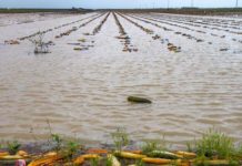 澳果蔬價格飛漲!預計會持續到聖誕節