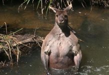 論身材你也許會自愧不如!澳袋鼠裸體河中洗澡大秀腹肌