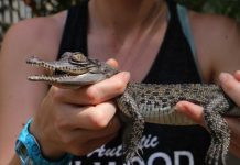 農場售百條小鱷魚 聖誕節送禮做寵物
