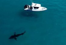 西澳拒用防鯊網及餌鉤 稱個人保護裝置更有效