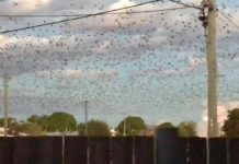 蝠滿為患 昆士蘭20萬蝙蝠空降屍屎恐傳惡菌