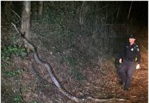 澳警巡更遇巨蠎 拍照留念成網紅