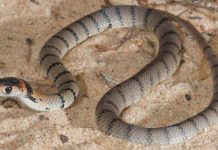 學校沙池藏七蛇窩 43隻蛋差兩周孵化