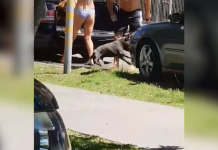 【視頻】黃金海岸男狗主涉虐狗短片瘋傳