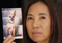 芝娃娃勇鬥劇毒蛇 捨身護華婦