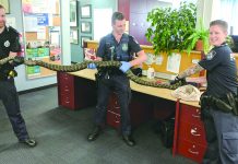 昆省警方突搜住宅發現大蟒蛇 繳獲武器毒品拘控一漢