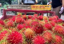 新春應節水果需求增 果農趕工採摘推市面