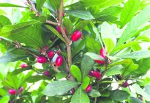 昆省夫婦種植神秘果 助化療病人改善食慾