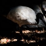 Chung-Yu-Pan_Stealthy-Ibis
