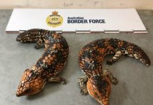 準備寄中港等黑市販賣 澳截獲逾百隻野生爬蟲