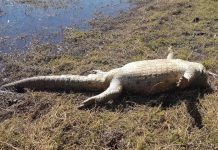 昆北兩月3鱷魚遭斬首 當局警告可罰款3萬元