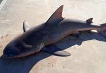 鯊魚自己跳上船!昆州一家人釣魚走大運