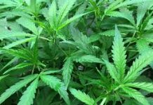 澳大利亞大麻產業將蓬勃發展