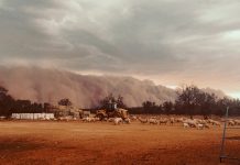 沙塵暴席捲紐省西部 氣象局料或吹襲雪梨