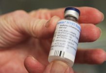 北領地豬流感疫症80病例