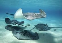 泳客懷疑遭魟魚尾刺捅死