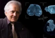 神經科學家發現腦部新區域