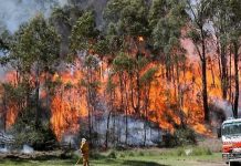新州發生嚴重山火迫近民居