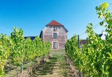 旅行新目的地:充满阳光的葡萄酒庄园