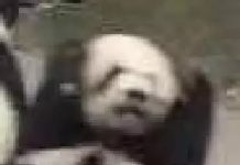 趣观世界|美国一男孩长期遭校园霸凌,只因他姓特朗普