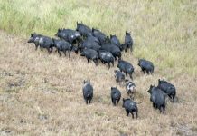 新州西南地區野豬氾濫:空中撲殺除掉了上千頭